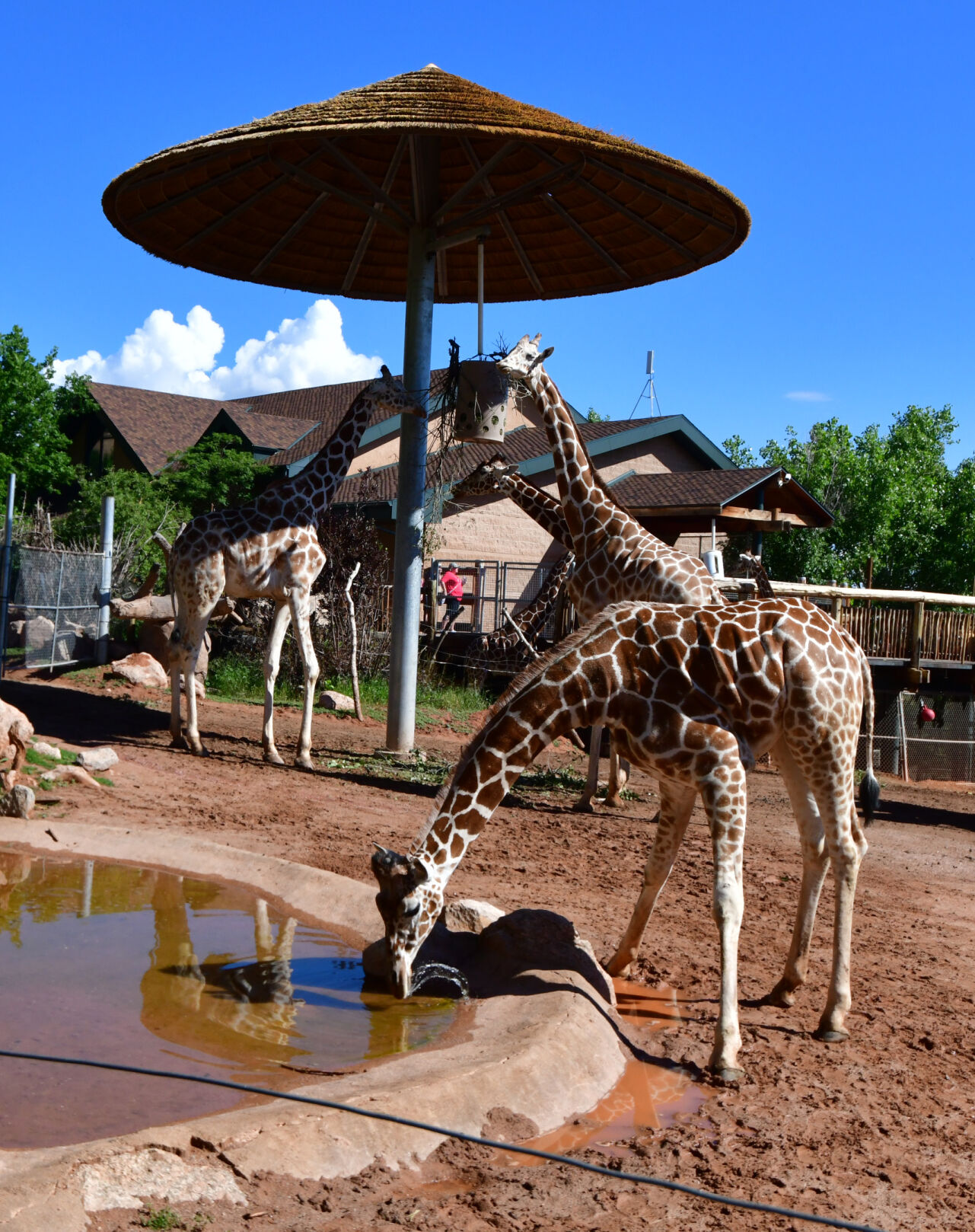 071821-life-giraffes 03.JPG